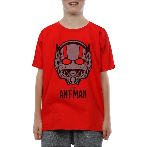 Abbigliamento Bambino T-shirt maniche corte Ant-Man BI519 Rosso