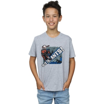 Abbigliamento Bambino T-shirt maniche corte Marvel Ant-Man Go To The Ants Grigio