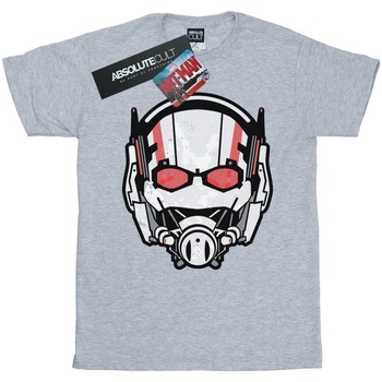 Abbigliamento Bambina T-shirts a maniche lunghe Marvel Ant-Man Helmet Distressed Grigio