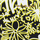 Borse Donna Borse a spalla MICHAEL Michael Kors 35T9GF7C3T-BLK-NEON-YLW Multicolore